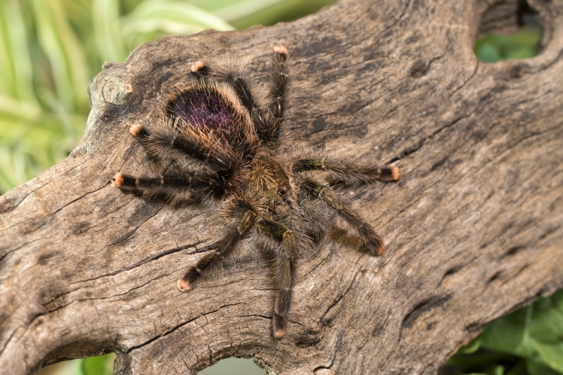 5K, arachnophobia, pucallpa, bark, dangerous, arachnid, invertebrate, selective focus, focus on foreground, fear, scary, plant, day, close-up, pet, exotic
