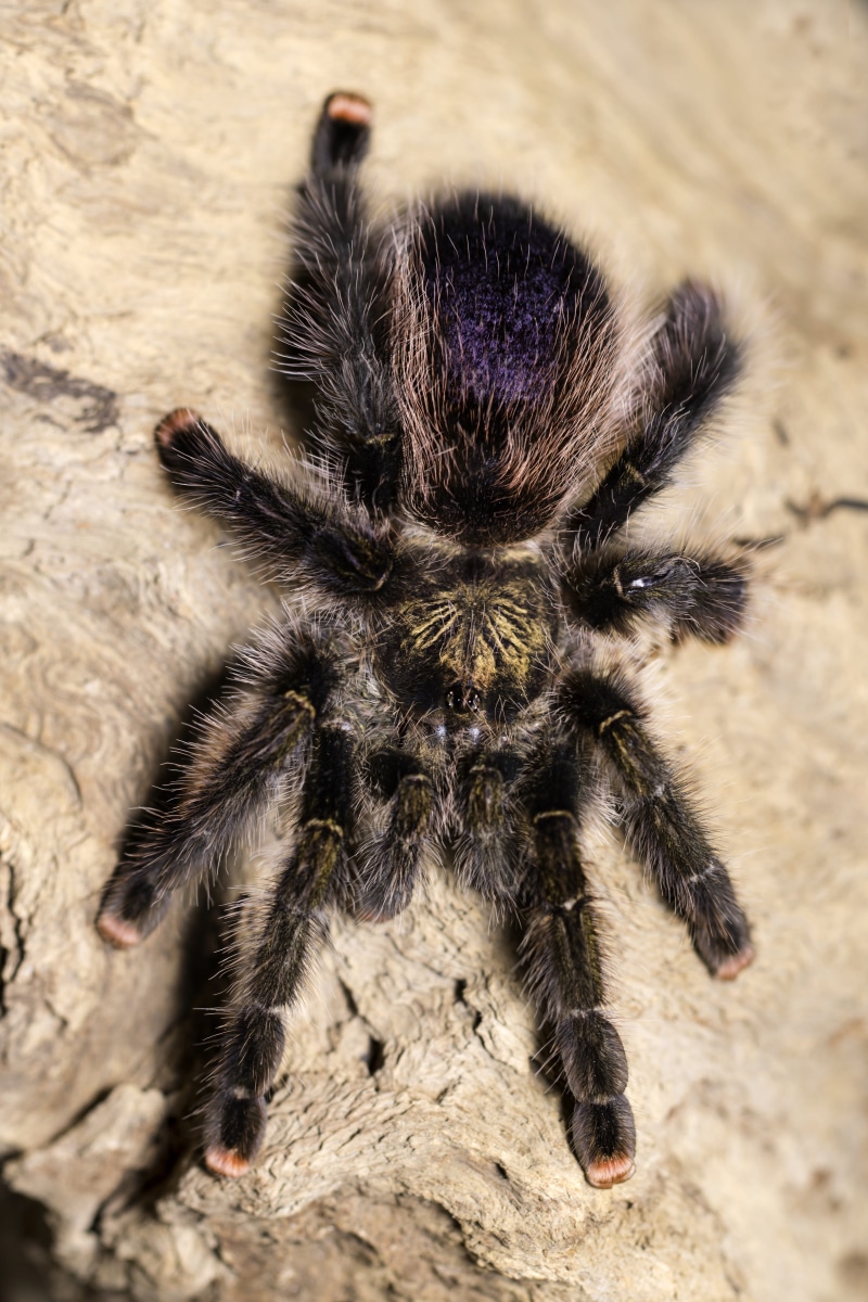 arachnid, phobia, animal themes, arachnophobia, day, arthropod, invertebrate, one animal, scary, animals in the wild, nature, poisonous, bug, spider, no people