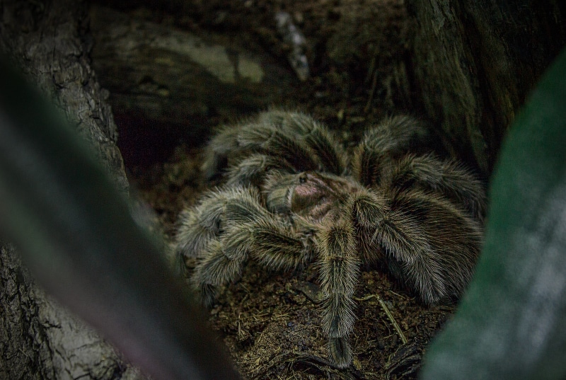 Tarantula, dangerous, focus on foreground, fragility, no people, macro, plant, tree trunk, animal, forest, nature, disgust, creepy, beauty in nature, phobia