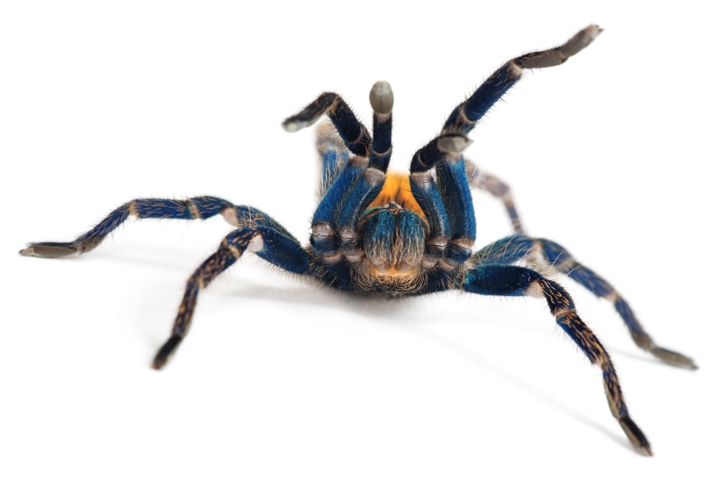 fear, tarantula, white background, zoology, crawling, 2K, one animal, single, large, cut out, no people, poisonous, animal leg, studio shot, invertebrate