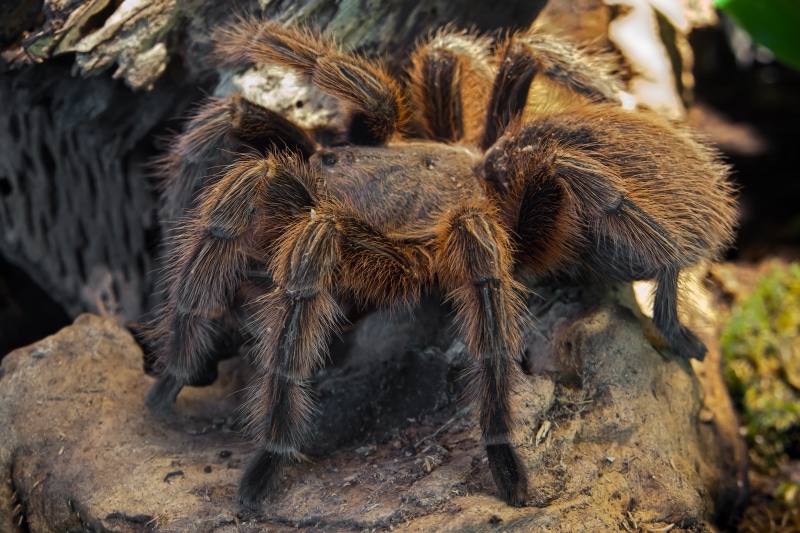 risk, close-up, 5K, rock, creepy, mammal, arachnid, hairy, terrarium, spider, outdoors, insect, fear, brachypelma, vertebrate, animals in the wild, no people