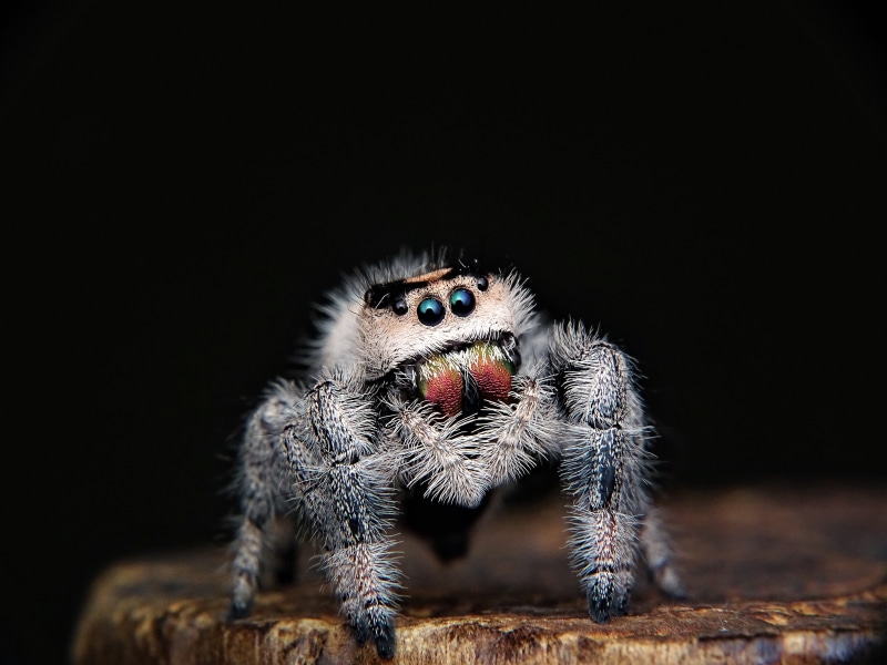 looking, little, animal eye, zoology, scary, animal, black background, camouflage, close-up, photo, intelligence, poison, venom, entomologist, looking at camera