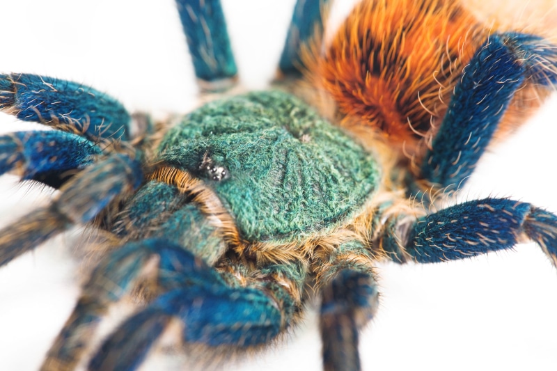 spider, big, insect, fear, poisonous, selective focus, arachnida, poison, invertebrate, body part, white, predator, animal wildlife, hair, furry, danger