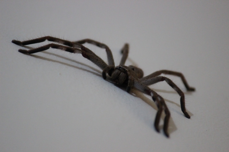 insect, animal body part, poisonous, zoology, aggression, 5K, fear, phobia, spidery, creepy, halloween, crawling, arthropod, bug, nature, crawl, animal themes