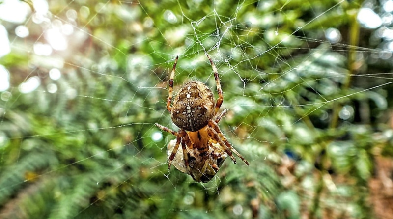 outdoors, trap, animals in the wild, horror, crawl, fragility, halloween, poison, venom, cobweb, bug, afraid, 720P, close-up, arachnophobia, one animal