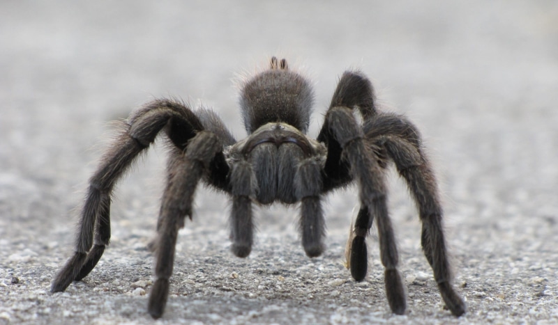 1080P, walking, mammal, one animal, day, poisonous, gray, phobia, animal, wildlife, exotic, land, scary, macro, pavement, animal wildlife, arachnid, usa