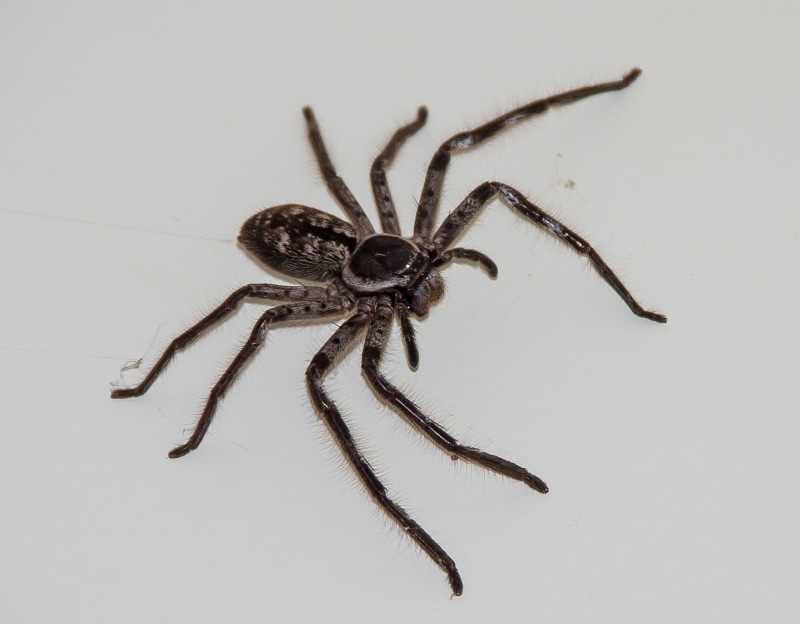animal leg, wildlife, legs, big, arachnid, white background, wild, poisonous, animals in the wild, spider, queensland, no people, Brown, studio shot, carnivore