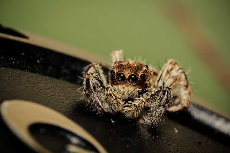 animal wildlife, wildlife, danger, animal, eye, arthropod, selective focus, close-up, animal themes, jumping, no people, animal body part, photography