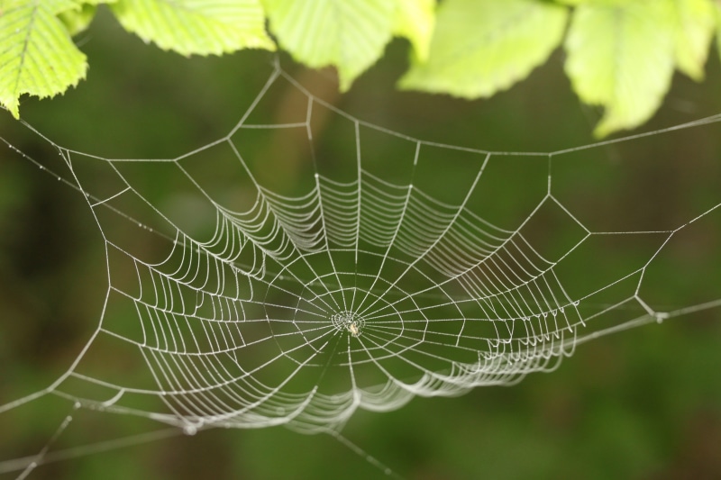 4K, pattern, day, spider web with water beads, fragility, nature, selective focus, trapped, web, spider, dew, arachnid, morning dew, animal, close up