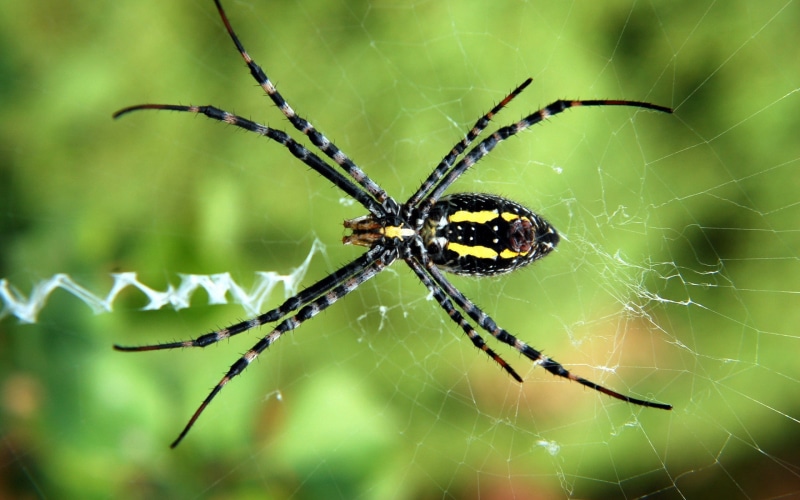 1080P, spider, animals, insect, nature