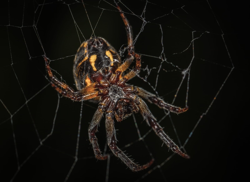 web, no people, animal leg, insect, fangs, close-up, animal themes, fragility, zoology, invertebrate, arthropod, spider, 2K, macro, one animal, animal