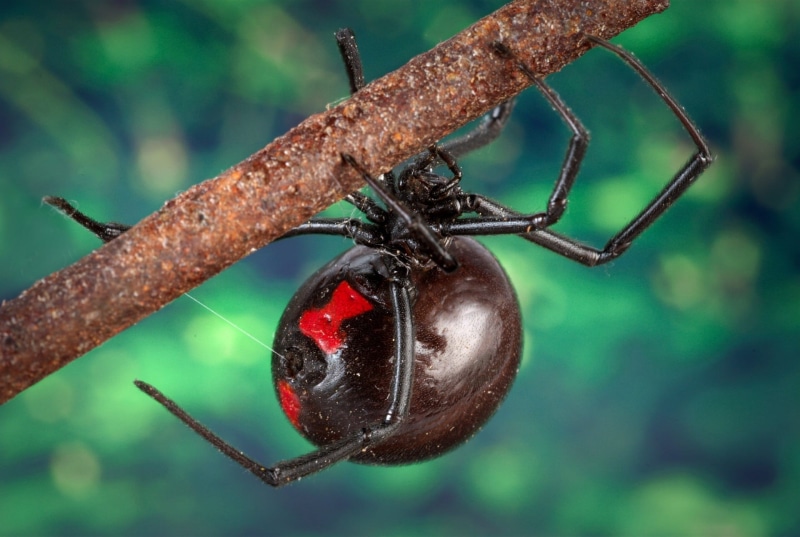 animal themes, branch, day, one animal, Arachnid, poisonous, animals in the wild, animal, red, predator, scary, venom, healthy eating, Black Widow Spider