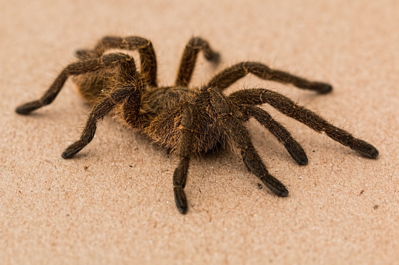 ground, bite, invertebrate, close-up, animals in the wild, bug, poisonous, black, animal hair, insect, food, spider, harpactirinae, baboon spider, arthropod