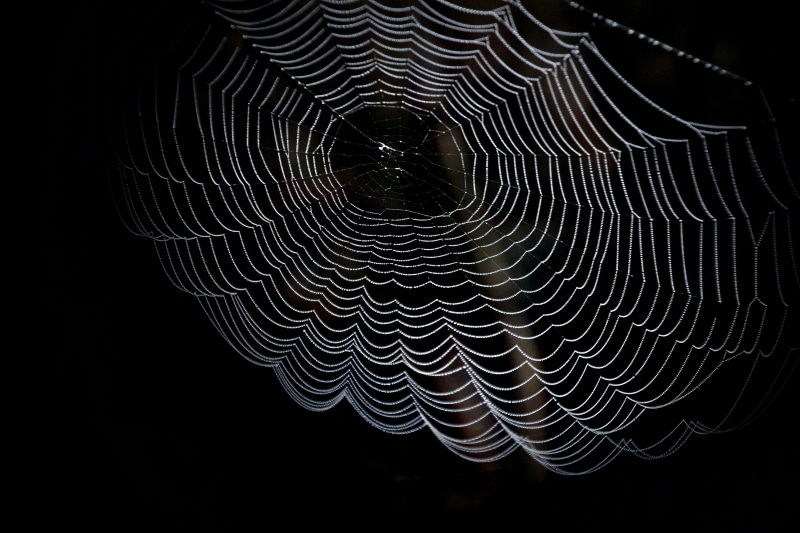 arthropod, geometric shape, concentric, close-up, 5K, dark, pattern, black-and-white, animal, fragility, spider, circle, no people, spiderweb, dewdrop