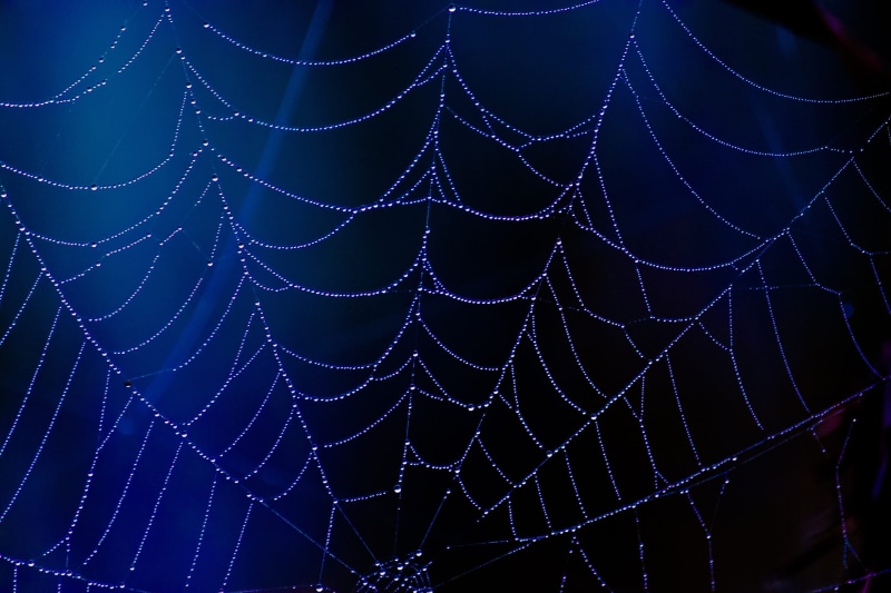 creepy, october, drop, untitled, holiday, white, web, complexity, drops, spiderweb, arachnid, vulnerability, night, blue, fragility, no people, fear, net