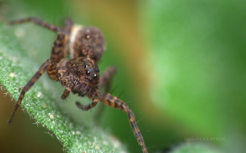 animals, head, arthropod, plant, close-up, day, brown, animal themes, macro, no people, invertebrate, 720P, selective focus, outdoors, spider, animal leg