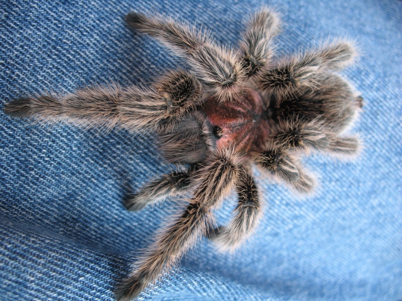 nature, close-up, one animal, 2K, spider, scary, high angle view, grammostola-rosea, pattern, animal, jeans, invertebrate, blue background, tarantula