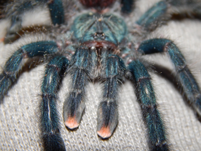 nature, outdoors, insect, animal body part, hair, macro, invertebrate, day, animal themes, spider, fang, no people, hairy, animal eye, animal leg, arthropod