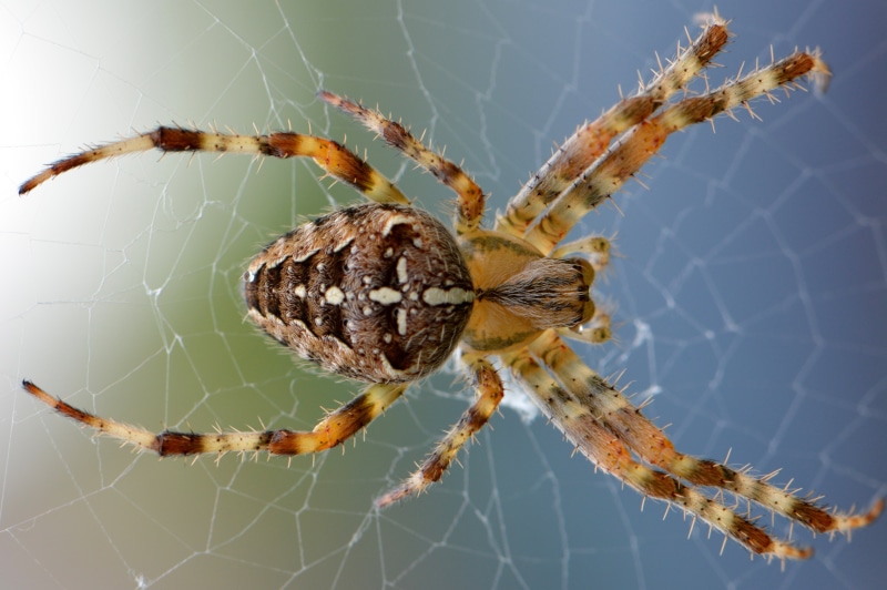 invertebrate, survival, no people, close-up, green, web, animal, animals in the wild, arachnid, legs, brown, poisonous, spider web, insect, fragility, day