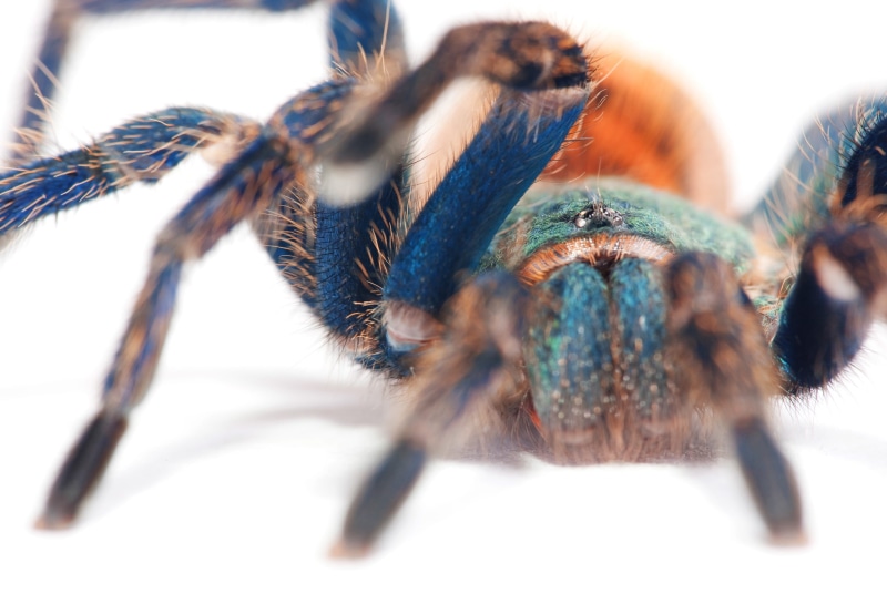 blue, arachnid, hair, poisonous, one animal, phobia, close-up, animal body part, tarantula, fear, animal eye, invertebrate, creepy, isolated, animals in the wild