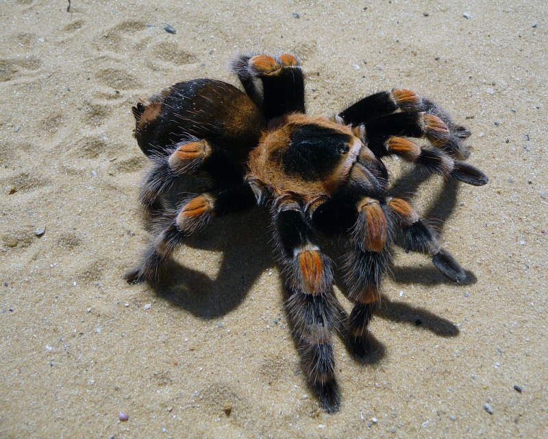 high angle view, day, wildlife, insect, invertebrate, animal, arachnid, outdoors, zoology, Mexican, land, Tarantula, group of animals, animals in the wild