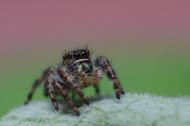 arachnid, 4K, nature, insect, photography, close-up, brown spider, tilt, 105mm, Macro, shift, Nikon  D7000, jumping, brown, carnivore, animal, wildlife