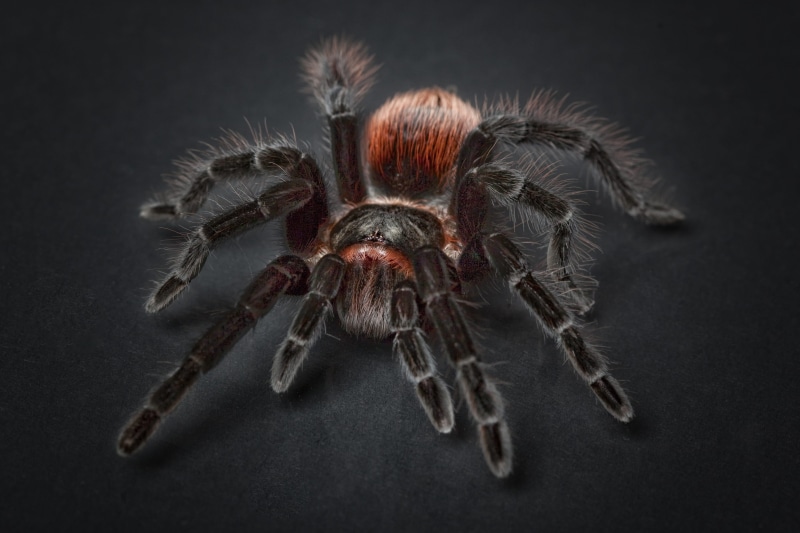 exotic, high angle view, arachnid, beauty in nature, tarantula, animal, wildlife, black background, animal themes, no people, 2K, close-up, animal wildlife