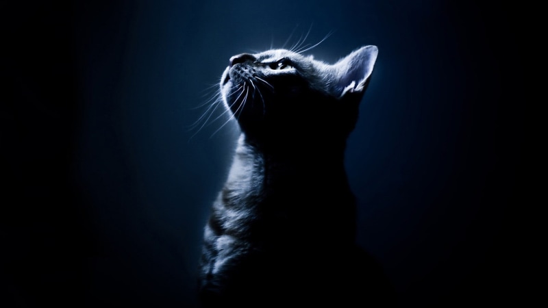 body, mammal, animal, design, shape, black, emotion, profile view, flow, animal head, colored background, roentgenogram, animals in the wild, one animal