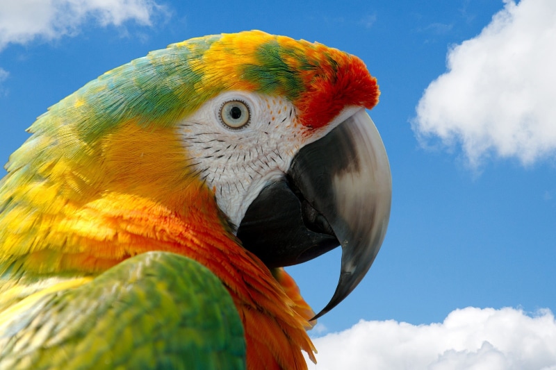 animal themes, 1080P, multicolored, animal, blue, clouds, beak, saturated color, tropical bird, yellow, vertebrate, vibrant, one animal, photo, feathers