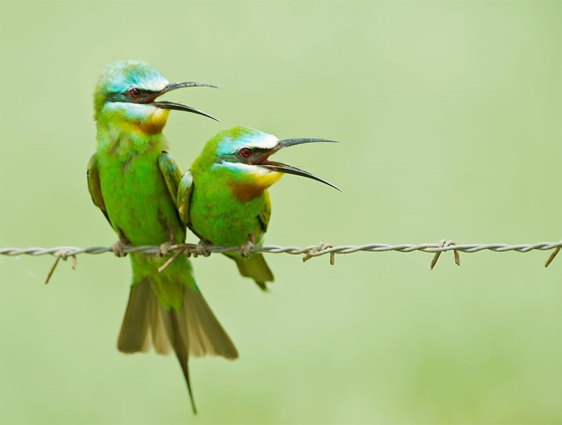 white birds, wildlife, Courtship, 480P, Basai, barbwire, bee, green, beak, birds, white, Merops persicus, Blue cheeked bee-eater, eater, animal, multi Colored