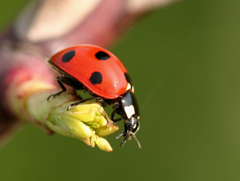 720P, grass, In Focus, small, Lady Bug, wildlife, macro photography, bedfordshire, animal, lady, bug, macro, plant, spotted, insect, green Color, nature