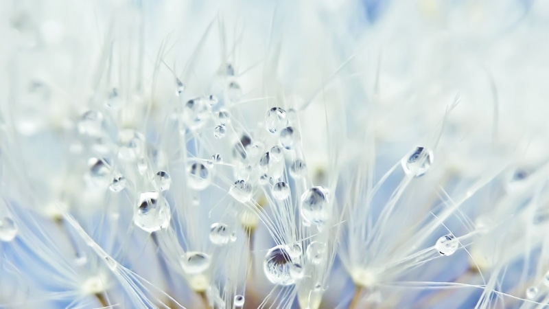 macro, 1080P, water, nature, hd, drops