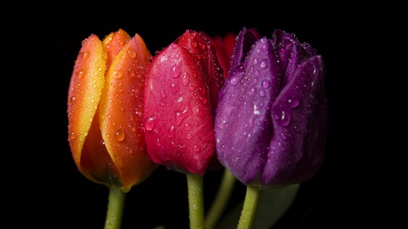 nature, flowers, water, drops, 720P, macro, hd