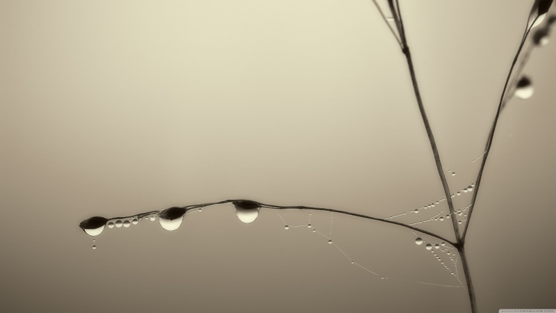 close-up, branch, plants, wet, drop, closeup, pattern, water drops, shiny, dew, twig, glass - material, abstract, droplets, spider Web, water, transparent