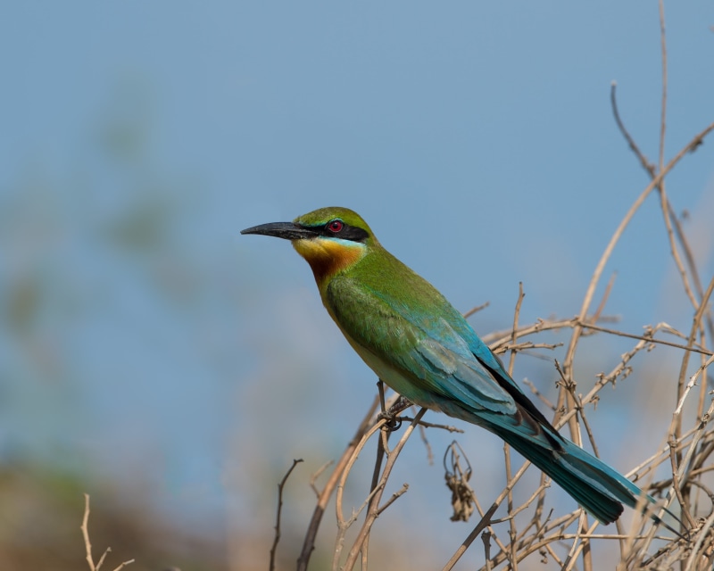 blue bird, animals In The Wild, 2K, green, multi Colored, bee-Eater, Merops philippinus, beak, bee, photography, tailed, focus, animal, blue, bird, Blue-tailed Bee-eater