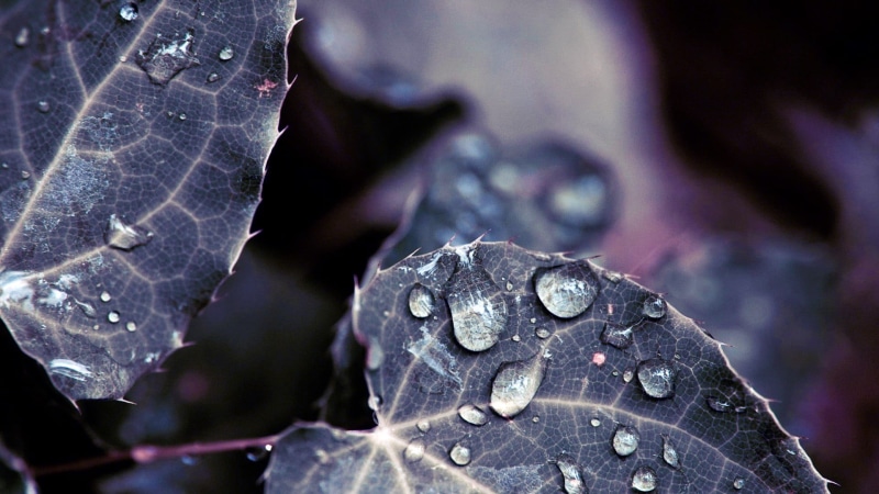 close-up, macro, nature, organic, animal wildlife, leaf, leaves, plant part, animals in the wild, animal themes, leaf Vein, textured, plant, 1080P, solid