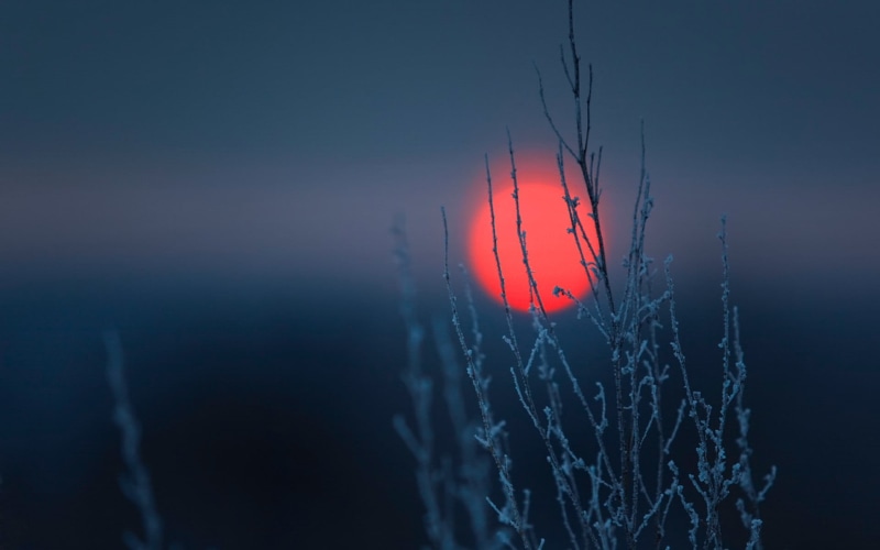 red, abstract, season, orange color, plants, nature, tranquility, focus on foreground, no People, fragility, Sun, close-up, water, scenics - nature, 1080P