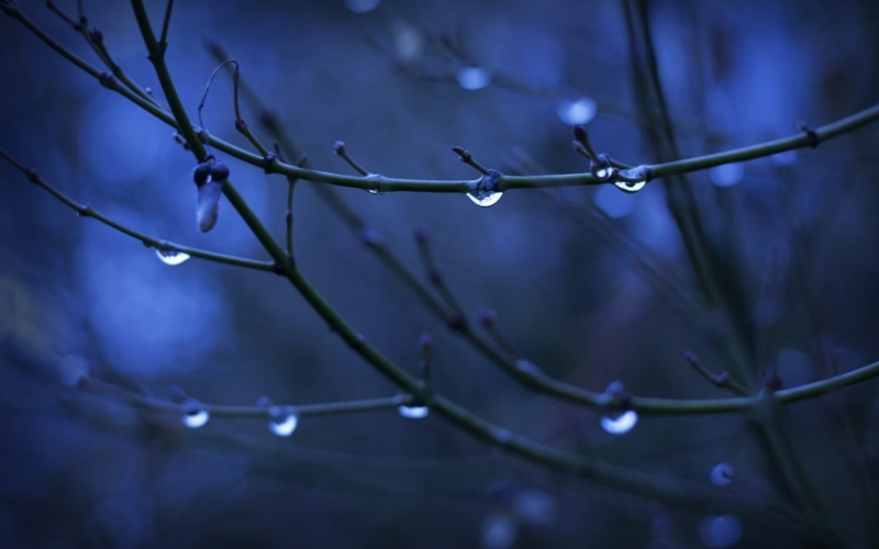 selective focus, drop, raindrop, 720P, twigs, water drops, beauty in nature, fragility, day, photo, water, depth of field, growth, branch, focus on foreground