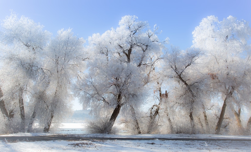bright, winter, clear sky, landscape, sky blue, road, trees, nature, frost, 5K, snow, sunlight