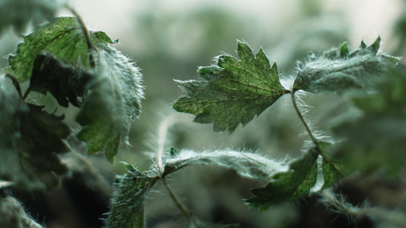 season, leafed, ice, frozen, tree, branch, focus on foreground, leaves, nettles, depth of field, summer, outdoors, 2K, green Color, fir tree, food and drink