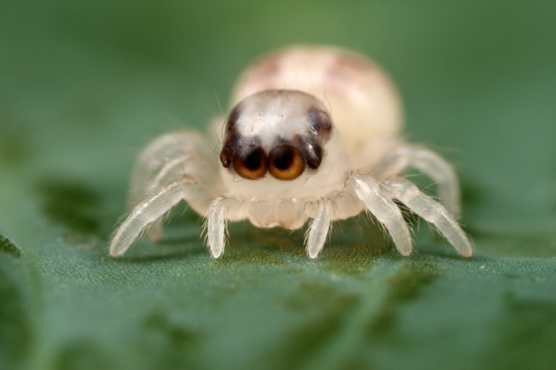 spider, leaf, close-up, eye, animal wildlife, invertebrate, animals, no people, green color, animal, animals in the wild, animal body part, animal eye