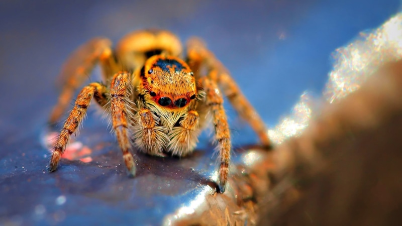 arthropod, Jumping Spider, black, arachnid, insect, spider, animal themes, no people, animal body part, animal wildlife, nature, outdoors, brown, animal leg
