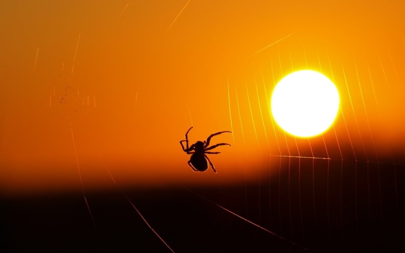 animal wildlife, sunlight, mid-air, animals, beauty in nature, sunset, silhouette, animal, outdoors, no people, sky, black, orange color, animal themes
