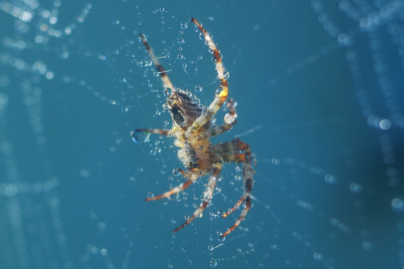 animals in the wild, spider, macro, vulnerability, 1080P, animal wildlife, day, no people, nature, animal, spiderwebs, animal leg, close-up, animal themes