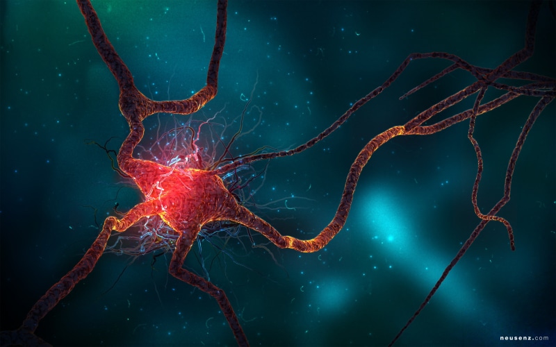 neuron, 2K, cell