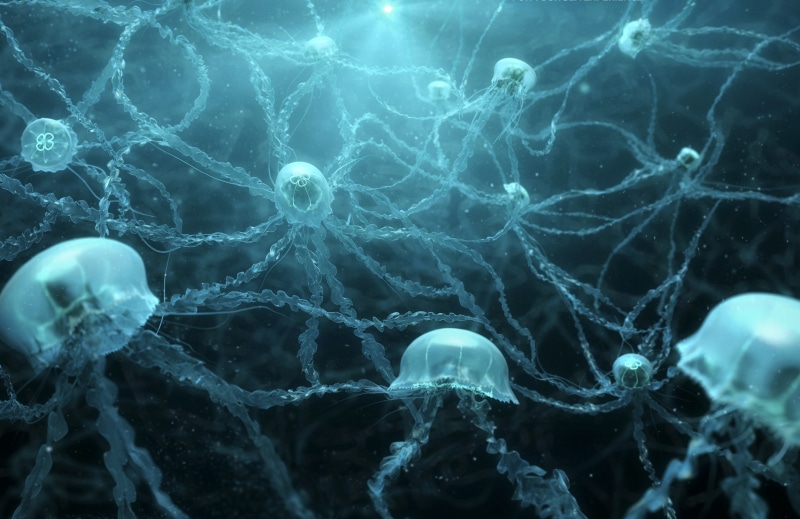 2K, transparent, close-up, sea, Underwater, no people, animal, 4K, Jellyfishes, Neurons, beauty in nature, animal themes, water, marine, invertebrate