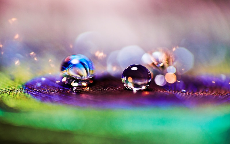1080P, close-up, feather, peacock, drop, blur, s, background, Macro, fullscreen, dew, widescreen, bokeh