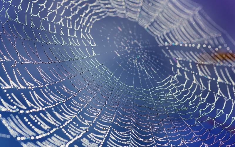 day, wet, detail, no people, backgrounds, pattern, natural pattern, raindrop, nature, vulnerability, fragility, dew, 1080P, close-up, drop, blue, water