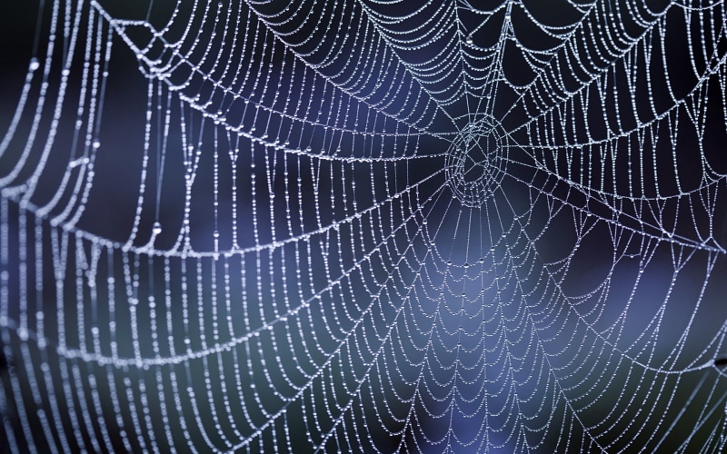 pattern, backgrounds, water drops, natural pattern, nature, full frame, dew, animal, spider, beauty in nature, close-up, fragility, complexity, wet, spider web