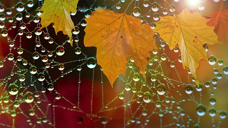 water drops, macro, 1080P, leaves, nature, spiderwebs